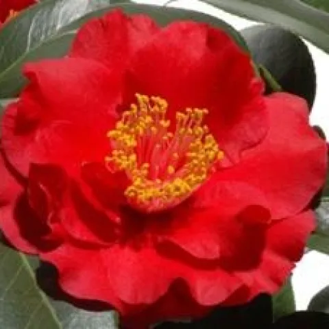 camellia flower