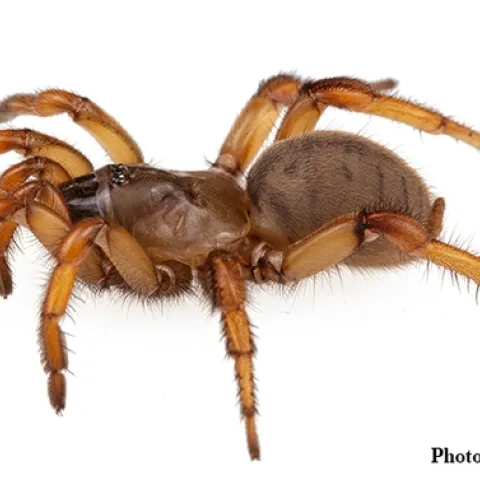 This is one of the trapdoor spiders, Aptostichus sp., that Jason Bond is studying. (Image by Jason Bond)