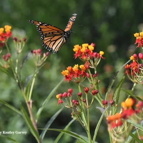 A monarch in flight in the summer of 2017 in Vacaville, Calif. This is the non-native tropical milkweed, Asclepias curassavica.(Photo by Kathy Keatley Garvey)