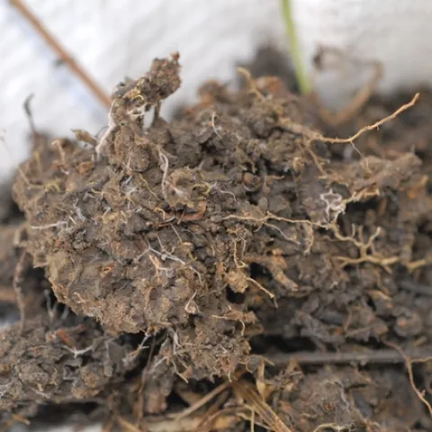 soil texture granular