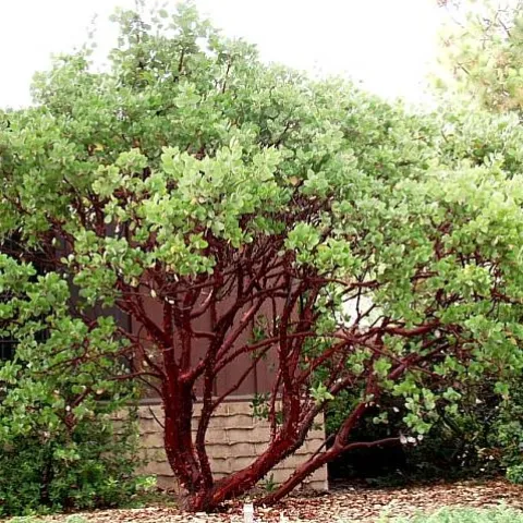 Arctostaphylos 'Dr. Hurd'
