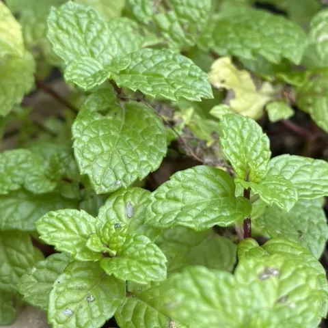 photo by Erin Mahaney