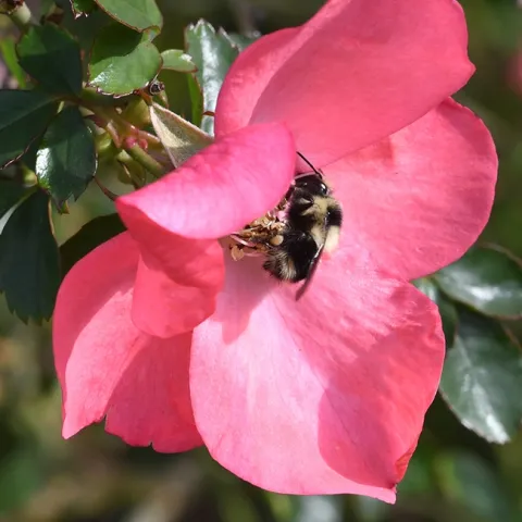 Bombus melanopygus, the black-tailed bumble bee, nectaring on a rose in Benicia, Solano County, on Jan. 25. (Photo by Kathy Keatley Garvey)