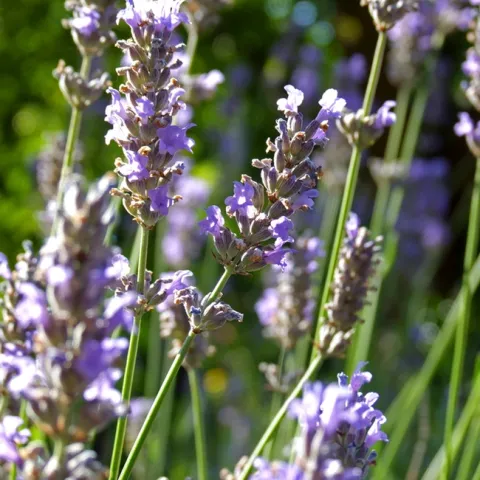 Lavender flower bracts, UC ANR
