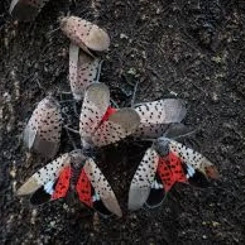 Adult Spotted Latern Fly- Photo- Mark Hoddle