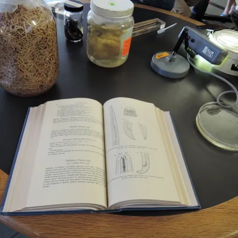 Like to learn about nematodes? You can see the nematode collection, read about them, and ask questions of the nematologists.(Photo by Kathy Keatley Garvey)