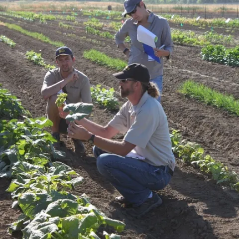 Brad Hanson (Cooperative Extension Weed Specialist) during the Diagnosing Herbicide Symptoms 2018 course