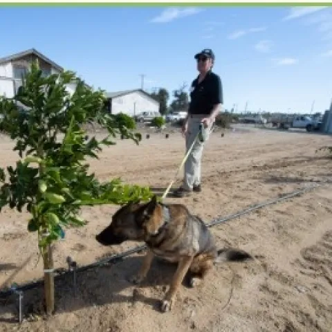 Dogs are trained to sniff out diseases in a citrus orchard. Photo courtesy of the Citrus Research Board E-newsletter.