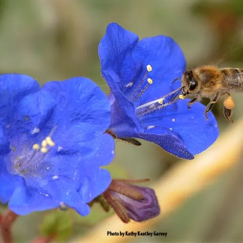 A honey bee foraging on a desert bell, Phacelia campanularia, an annual herb that is native to California. (Photo by Kathy Keatley Garvey)