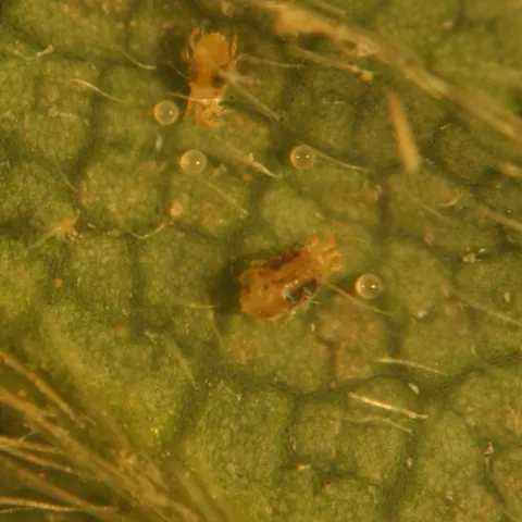 Twospotted spider mite female, note broken up spots that can confuse. Smaller individual mite at upper left has spots clearly defined.