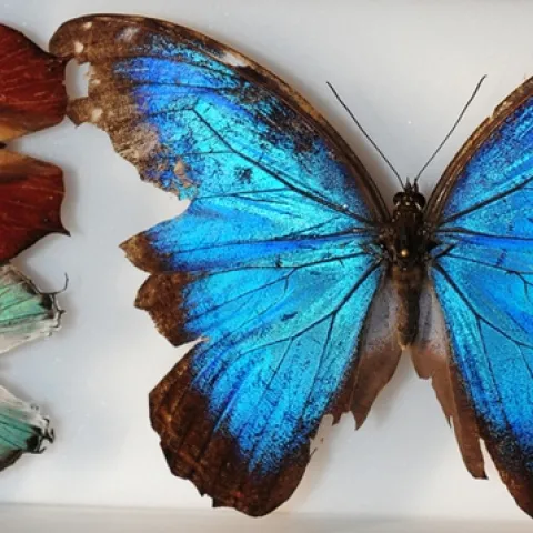 Butterflies from Belize are part of the global collection at the Bohart Museum of Entomology. They are (far right) Blue Morpho, Morpho helenor montezuma; (top left), a leaf mimic, Fountainea eurypyle confusa; and blue hairstreak, Pseudolycaena damao, according to entomologist Jeff Smith, who curates the Lepidoptera section. (Photo by Kathy Keatley Garvey)