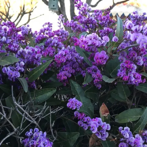 photo by Aysha Huerta