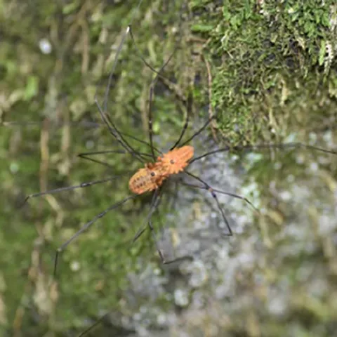 Harvesters or daddy-long legs mating. (Photo courtesy of Mercedes Burns Lab)