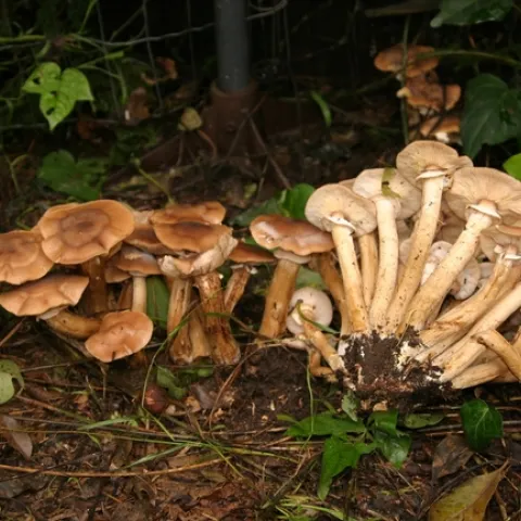 Armillaria mushrooms grow in clusters, have a ring around their stem, and are tan to honey colored. (Credit: J Turney)