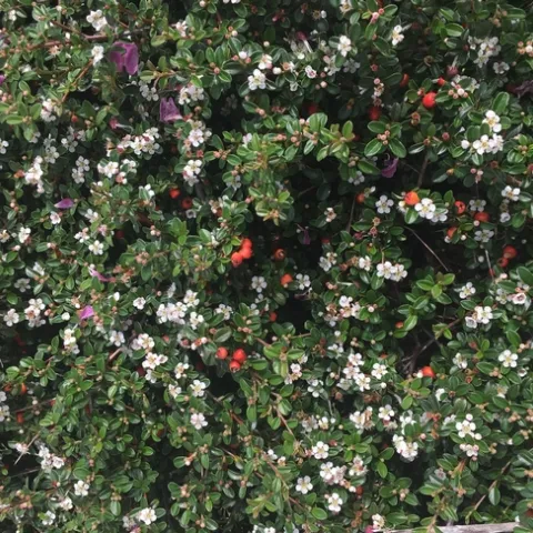 Photo by Leslie Stevens