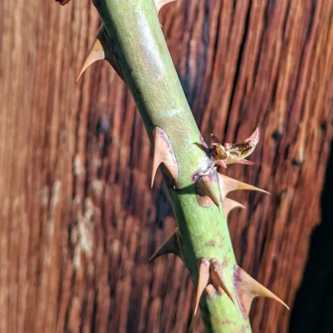 A thorny rose stem beginning to send out new growth below a recent pruning cut.