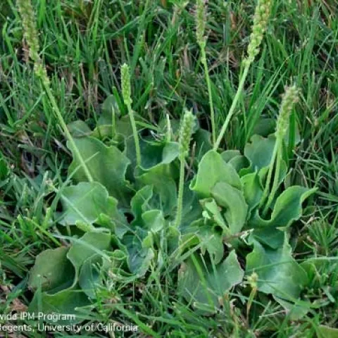 Rosettes and flowers of broadleaf plantain, Plantago major.<br>(Credit: K Windbiel-Rojas)