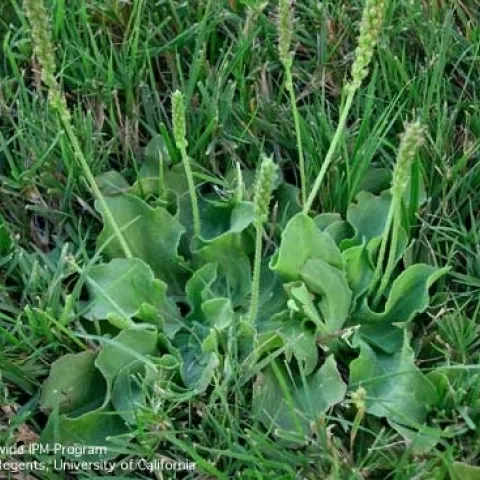 Rosettes and flowers of broadleaf plantain, Plantago major. (Photo credit: K. Windbiel-Rojas)