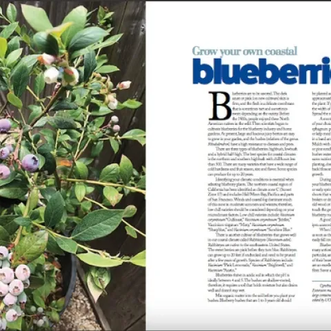 growing-blueberries-coastside