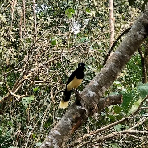 Flora, fauna and birds - Bird 1