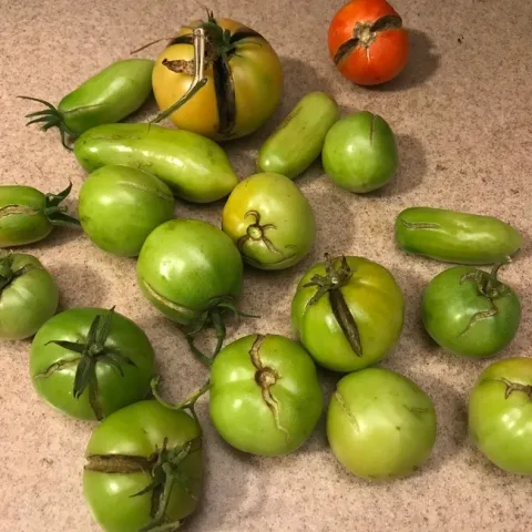 Cracked tomatoes. (photos by Karen Metz)