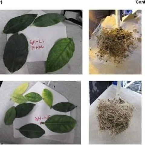 HLB infected roots lemon orange