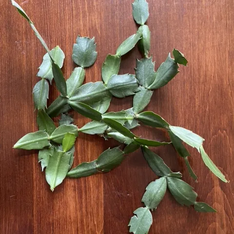 photo by Erin Mahaney