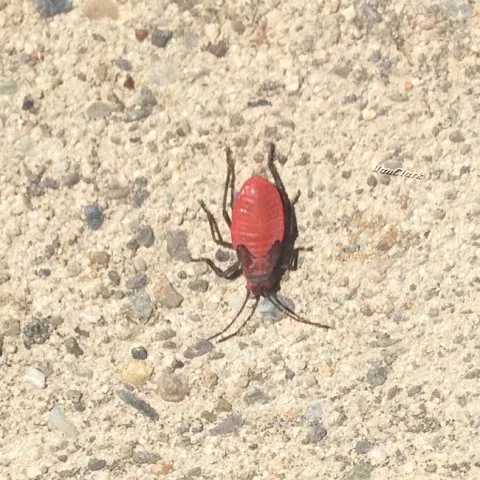 Red Shouldered Bug Nymph