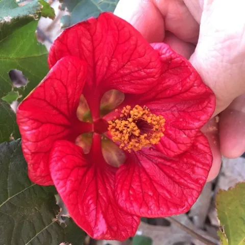 Abutilon 'David' photo by Jennifer Baumbach