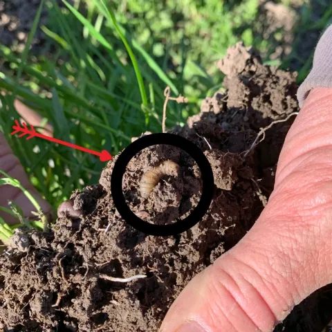 Crane fly larvae. Photo by Stephanie Larson.