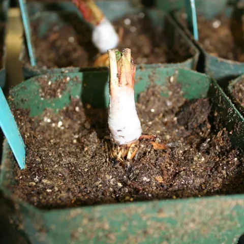 Grafted scion and rootstock, note that graft line is intentionally left above the surface of the soil.