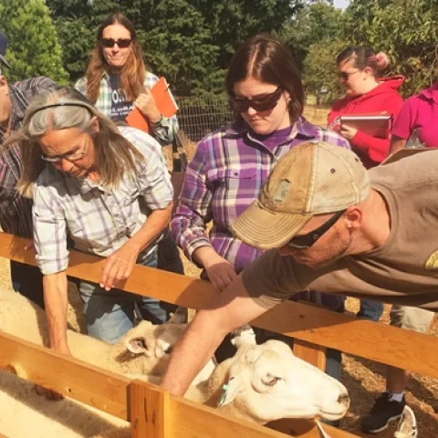 New and aspiring sheep producers learn how to handle sheep and assess body condition at a Shepherd Skills Workshop in Auburn, California. Photo by Dan Macon.
