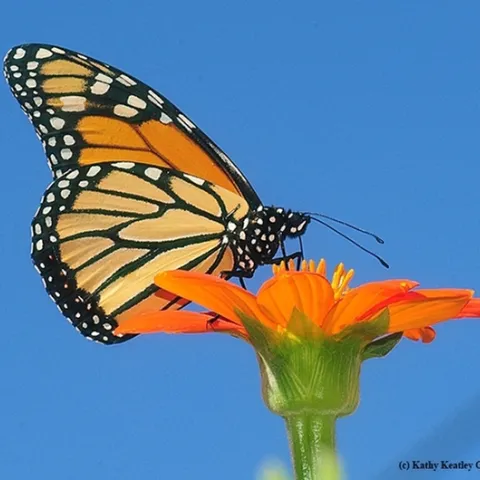 A monarch foraging on Mexican sunflower (Tithonia) in the late summer in Vacaville, Calif. Question is: where was this monarch in the early spring? (Photo by Kathy Keatley Garvey)