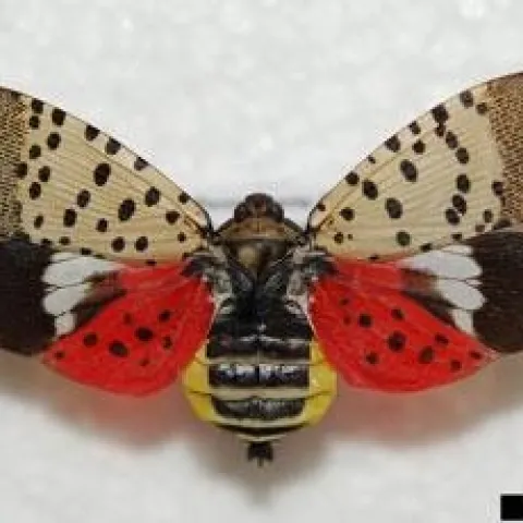 Spotted lanternfly is a striking insect. (Photo: USDA)