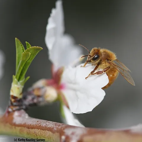 A honey bee pollinating an almond tree on Bee Biology Road, UC Davis campus. (Photo by Kathy Keatley Garvey)