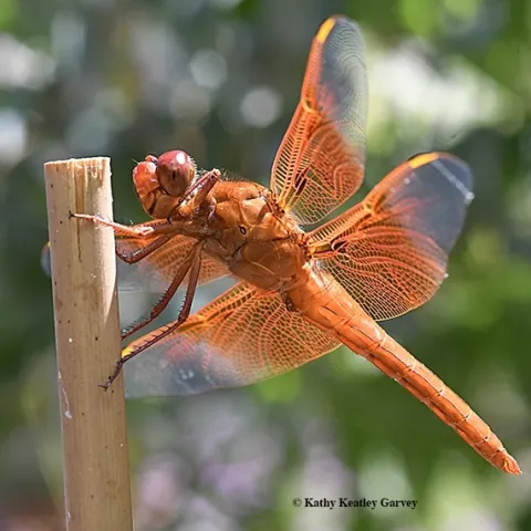 A flameskimmer dragonfly, Libellula saturata, perches on a stake in Vacaville, Calif. (Photo by Kathy Keatley Garvey)