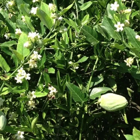 Araujia sericifera, cruel vine