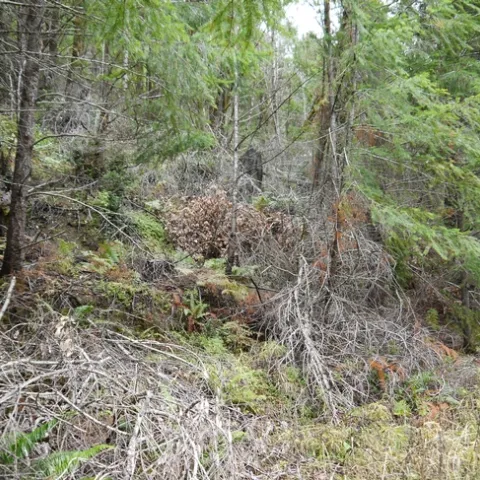 Dead tanoaks surrounded by Douglas firs in Humboldt County. Sudden oak death threatens survival of several tree species. Photo by Yana Valachovic