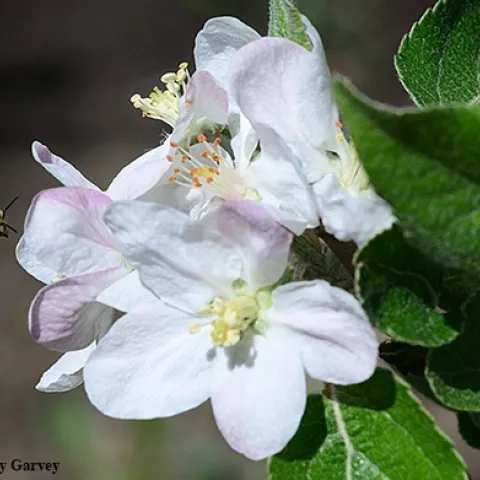 A honey bee pollinating an apple blossom. (Photo by Kathy Keatley Garvey)