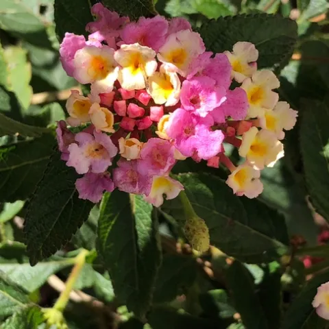 Photo by Ardis Neilsen