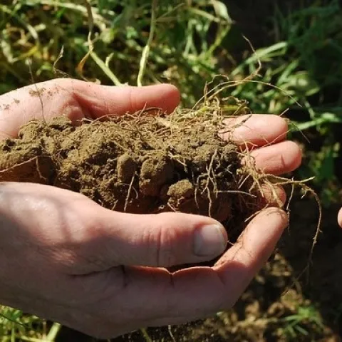 Blog, soil (UC ANR Knowledge Stream Blog)