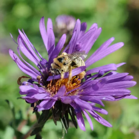 sunflowerbee Diadasia envatata E. Zagory