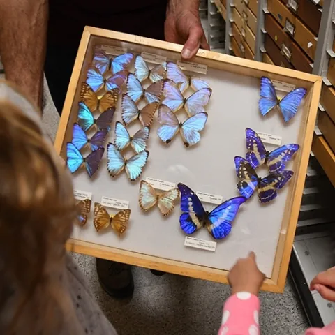 Butterfly specimens at Bohart Museum of Entomology (Photo by Kathy Keatley Garvey)