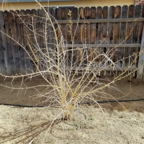 A young, unpruned pomegranate bush.