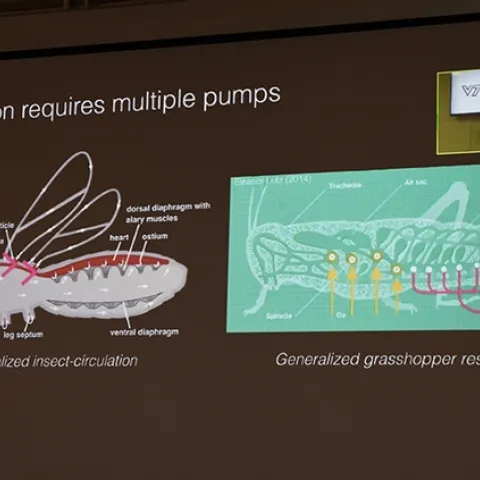 The first of the UC Davis Department of Entomology and Nematology's "virtual seminars" featured Mary Salcedo of Virginia Tech talking about "Hydraulics in an Insect Wing." (Photo by Kathy Keatley Garvey)