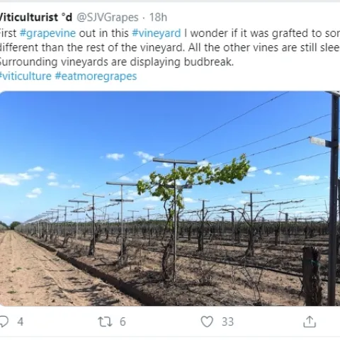 From https://twitter.com/SJVGrapes