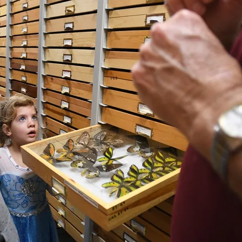 The butterfly collection at the Bohart Museum is a popular attraction, but the Bohart will be closed to the public until April 6. (Photo by Kathy Keatley Garvey)