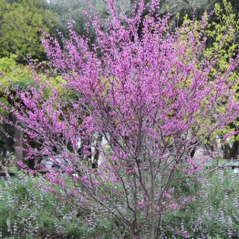 Western redbud blooming