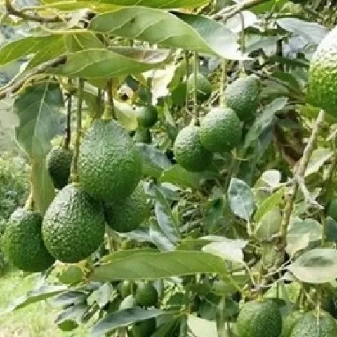 avocado fruit cluster