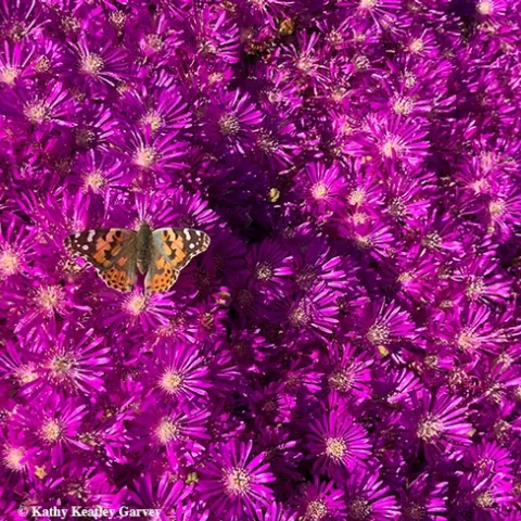 A Painted Lady butterfly (Vanessa cardui) flutters on ice plant in West Vacaville on March 20, 2020. (Photo by Kathy Keatley Garvey)